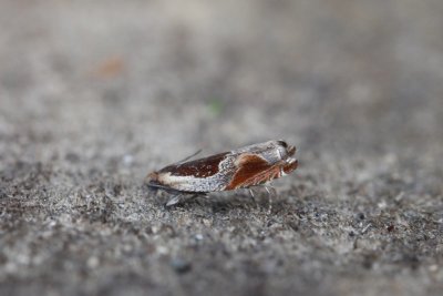 Ancylis unculana - Purperrode haakbladroller