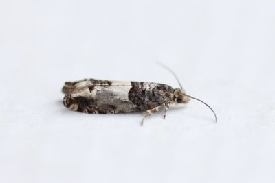 Epinotia demarniana - Berkenoogbladroller