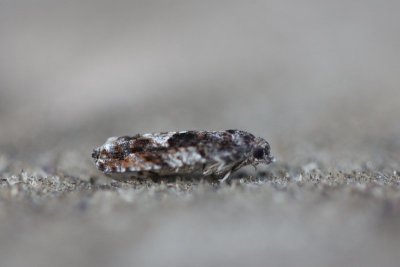 Epinotia immundana - Elzenoogbladroller