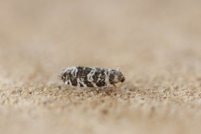 Epinotia tedella - Sparrenoogbladroller