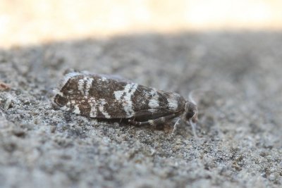 Epinotia tedella - Sparrenoogbladroller