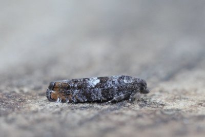 Epinotia rubiginosana - Dennenoogbladroller