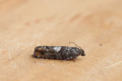 Epinotia rubiginosana - Dennenoogbladroller