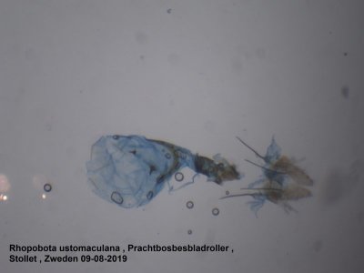 Rhopobota ustomaculana - Prachtbosbesbladroller