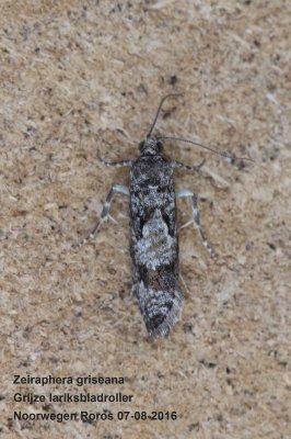 Zeiraphera griseana  - Grijze larixbladroller