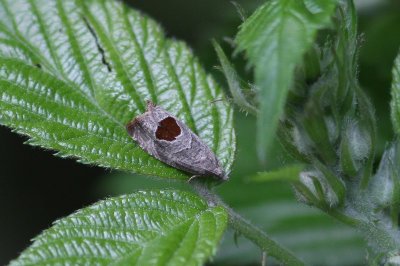 Notocelia uddmanniana - Bramenbladroller