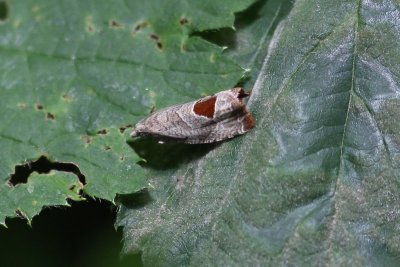Notocelia uddmanniana - Bramenbladroller