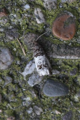 Notocelia rosaecolana  - Rozenhermelijnbladroller