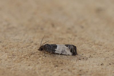 Spilonota ocellana - Rode knopbladroller