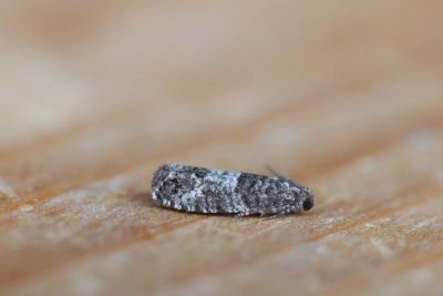 Spilonota laricana - Bonte lariksbladroller