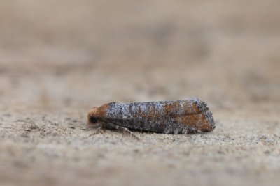 Blastesthia turionella - Gewone denneknopmot