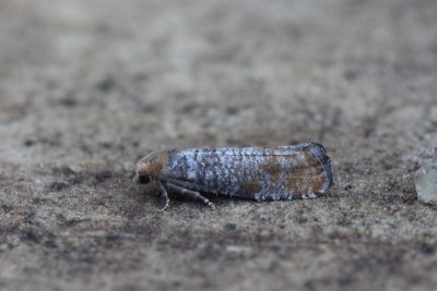 Blastesthia turionella - Gewone denneknopmot
