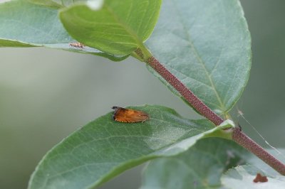 Pammene aurita - Morgenroodbladroller