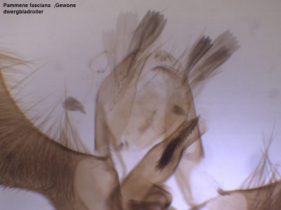 Pammene fasciana - Gewone dwergbladroller