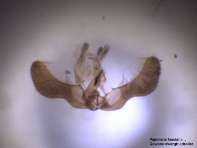 Pammene fasciana - Gewone dwergbladroller