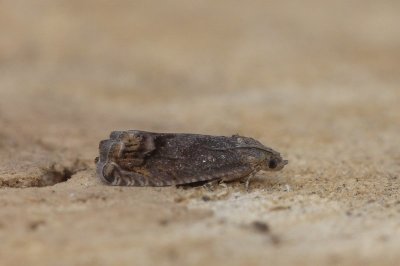 Cydia splendana - Gewone spiegelmot