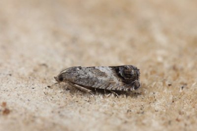 Cydia splendana - Gewone spiegelmot