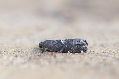 Cydia coniferana - Schors-sparspiegelmot