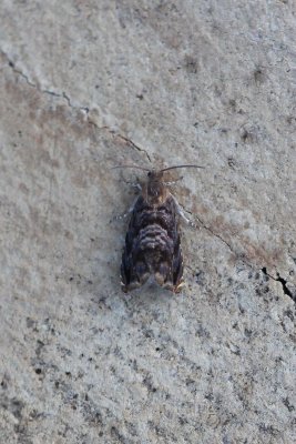Grapholita janthinana - Rookkleurige fruitmot
