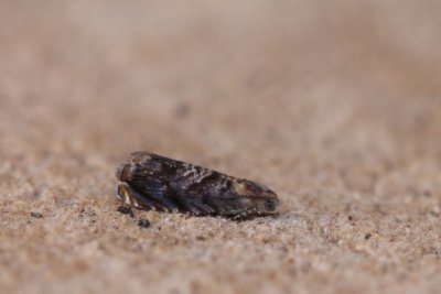 Grapholita janthinana - Rookkleurige fruitmot