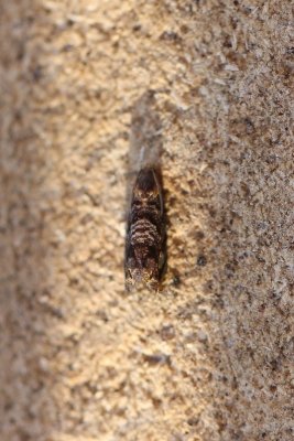 Grapholita janthinana - Rookkleurige fruitmot