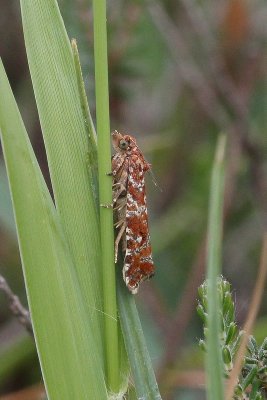 Rhyacionia pinicolana - Rode dennenlotboorder