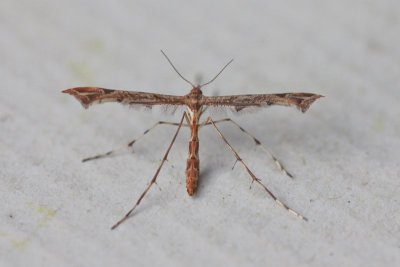 Amblyptilia acanthadactyla - Scherphoekvedermot