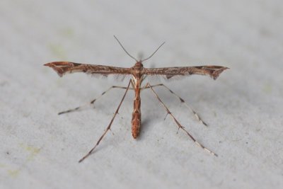 Amblyptilia acanthadactyla - Scherphoekvedermot