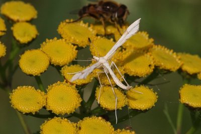 Gillmeria ochrodactyla  - zandvedermot