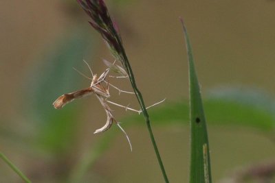 Gillmeria ochrodactyla  - zandvedermot