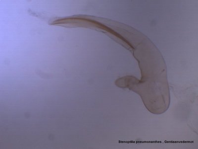 Stenoptilia pneumonanthes - Gentiaanvedermot