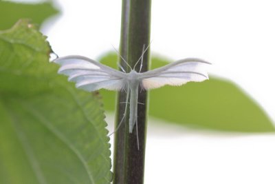 Pterophorus pentadactyla - Sneeuwwitte vedermot