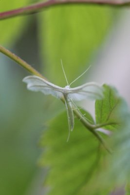 Pterophorus pentadactyla - Sneeuwwitte vedermot