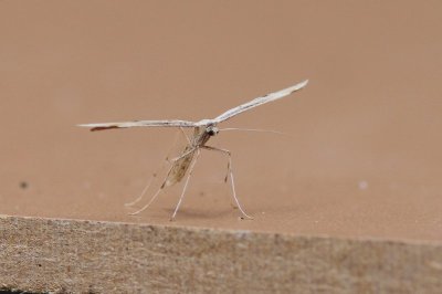 Emmelina monodactyla - Windevedermot