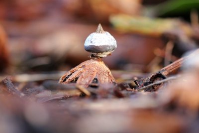 Baretaardster - Geastrum striatum