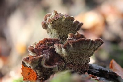 Dennenvoetzwam - Phaeolus schweinitzii