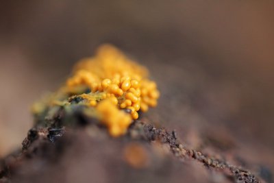 Glanzend druivenpitje - Leocarpus fragilis