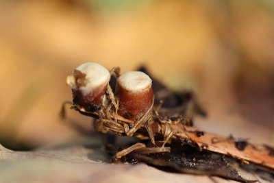 Geel nestzwammetje - Crucibulum crucibuliforme
