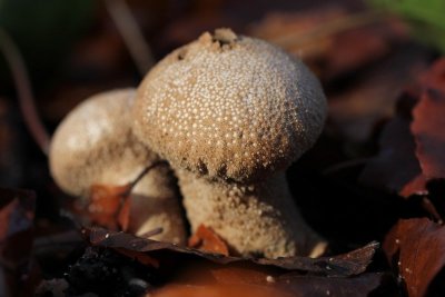 Parelstuifzwam - common puffball - Lycoperdon perlatum