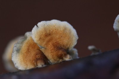 Plooivlieswaaiertje - Plicaturopsis crispa