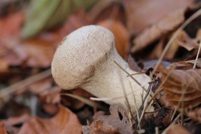 Plooivoetstuifzwam - Lycoperdon excipuliforme.