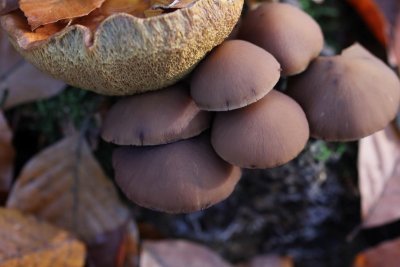 Witsteelfranjehoedje - Psathyrella piluliformis