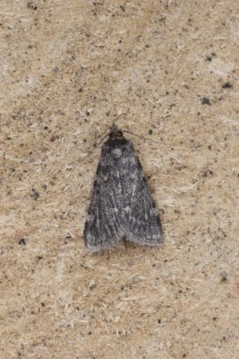 Aglossa pinguinalis - Vetmot