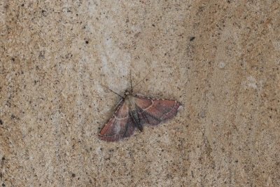 Endotricha flammealis - Strooiselmot