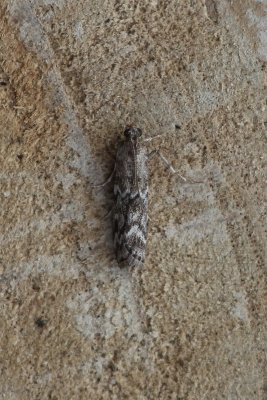 Dioryctria schuetzeella - Donkere sparappelboorder