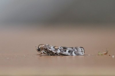 Dioryctria sylvestrella - Egale sparappelboorder