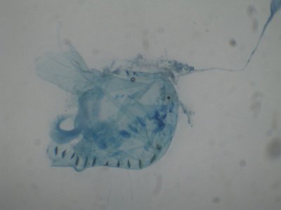 Ephestia unicolorella - Sobere restjesmot
