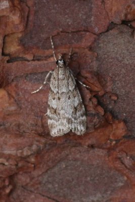 Scoparia ambigualis - Vroege granietmot