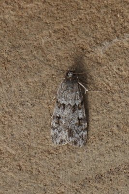 Scoparia ambigualis - Vroege granietmot