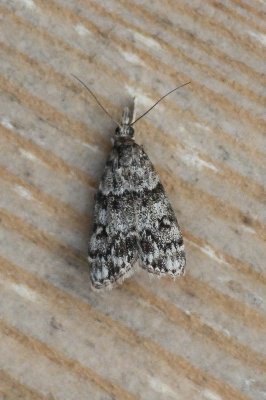 Eudonia lacustrata - Lichte granietmot